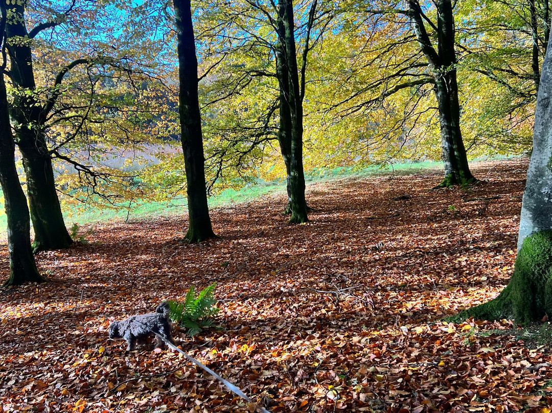 Seskinore Forest Park-奥马必去景点