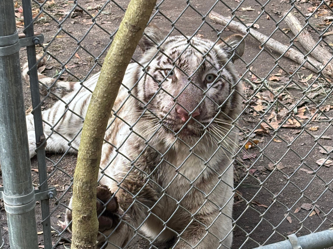 Animal Park At The Conservators Center-伯灵顿必去景点