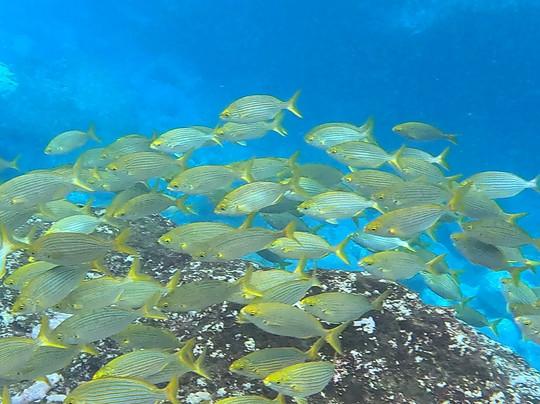 Swimmadeira - Swimming Holidays-马德拉群岛必去景点