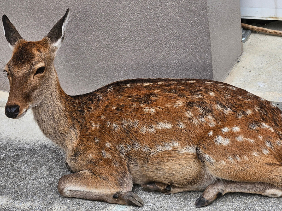 Miyajima Omotesando Shopping Street-Itsukushima必去景点