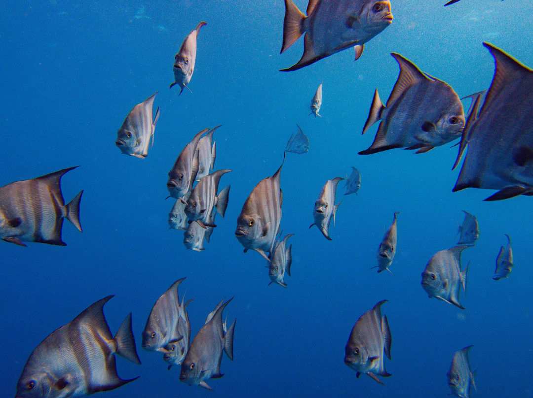 Dressel Divers Puerto Aventuras-阿范特拉斯港必去景点