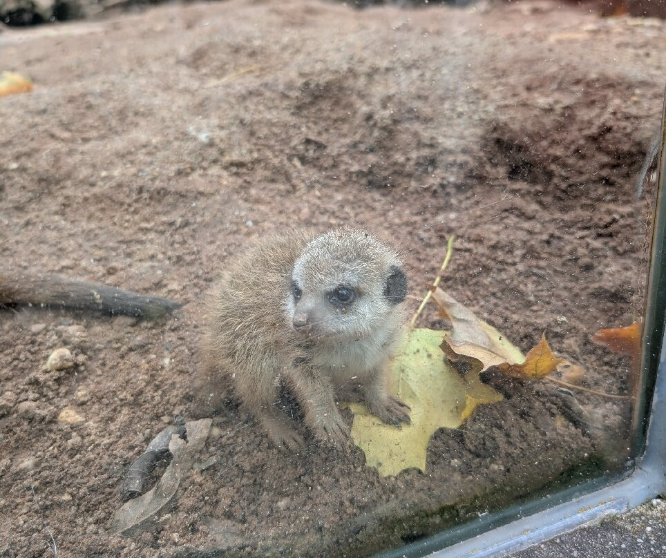 Tiergarten Eisenberg-Eisenberg必去景点