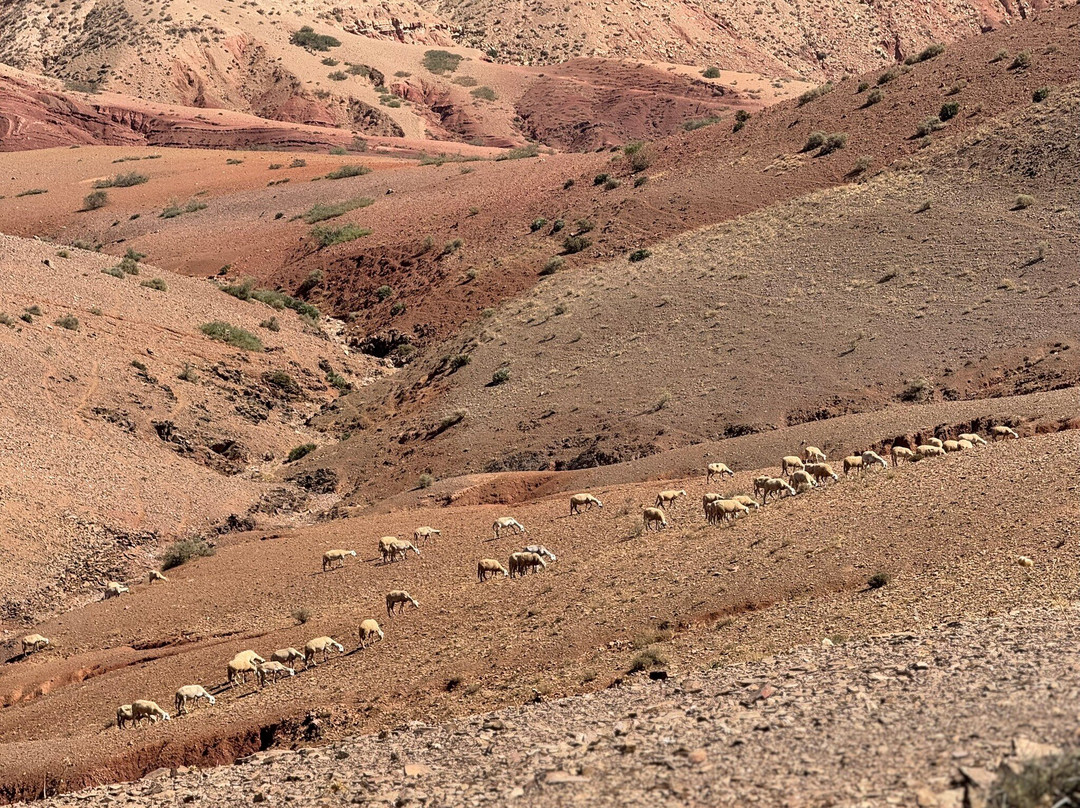 Dunes & Desert-马拉喀什必去景点