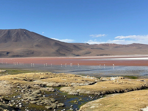 Expediciones Árbol de Piedra-乌尤尼必去景点