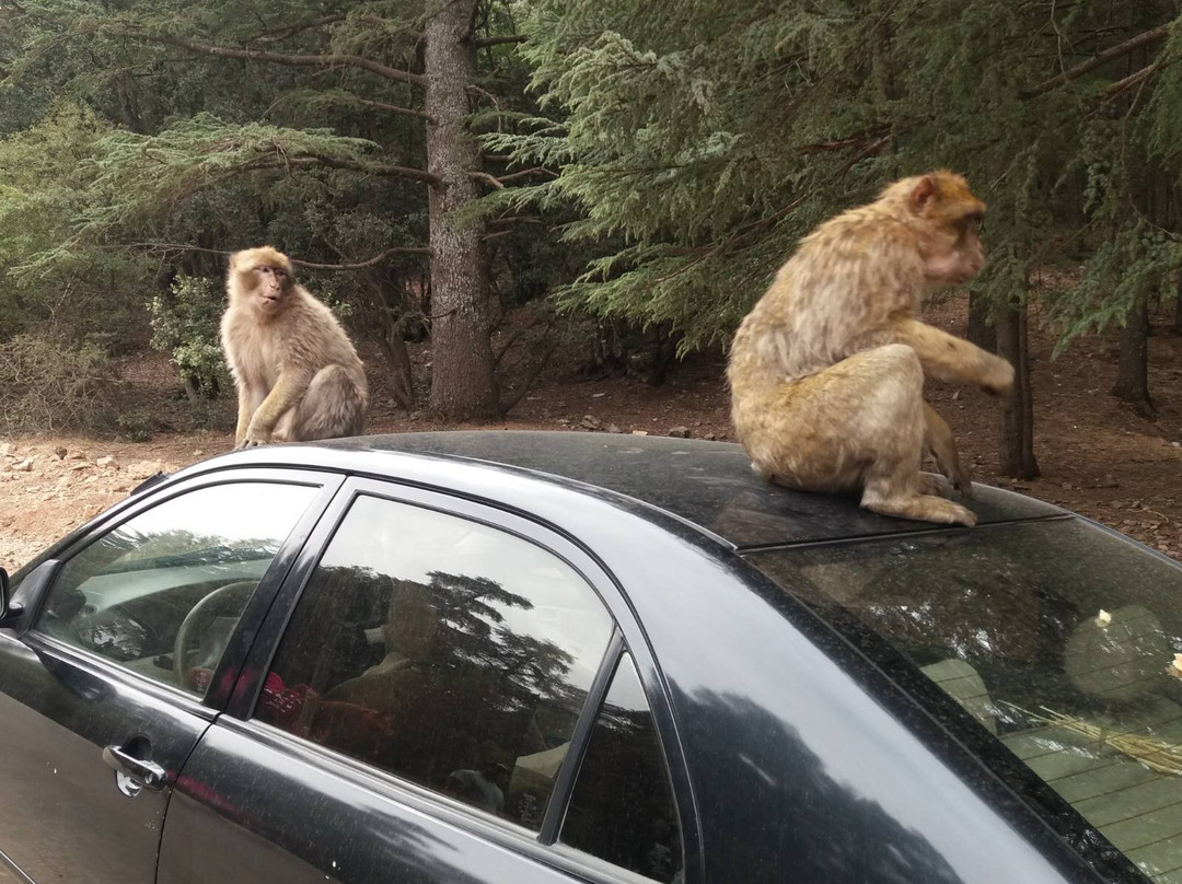 Azrou酒店住宿-Hotel School Ersat Azrou