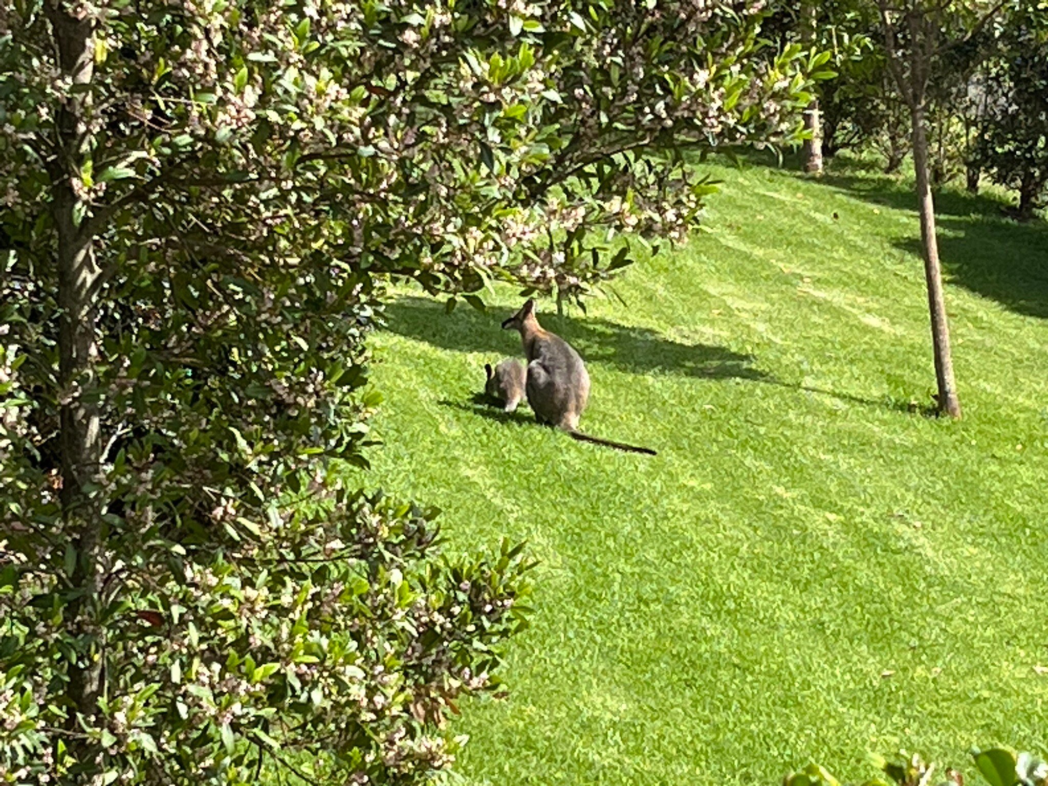 Beechmont Estate-官方