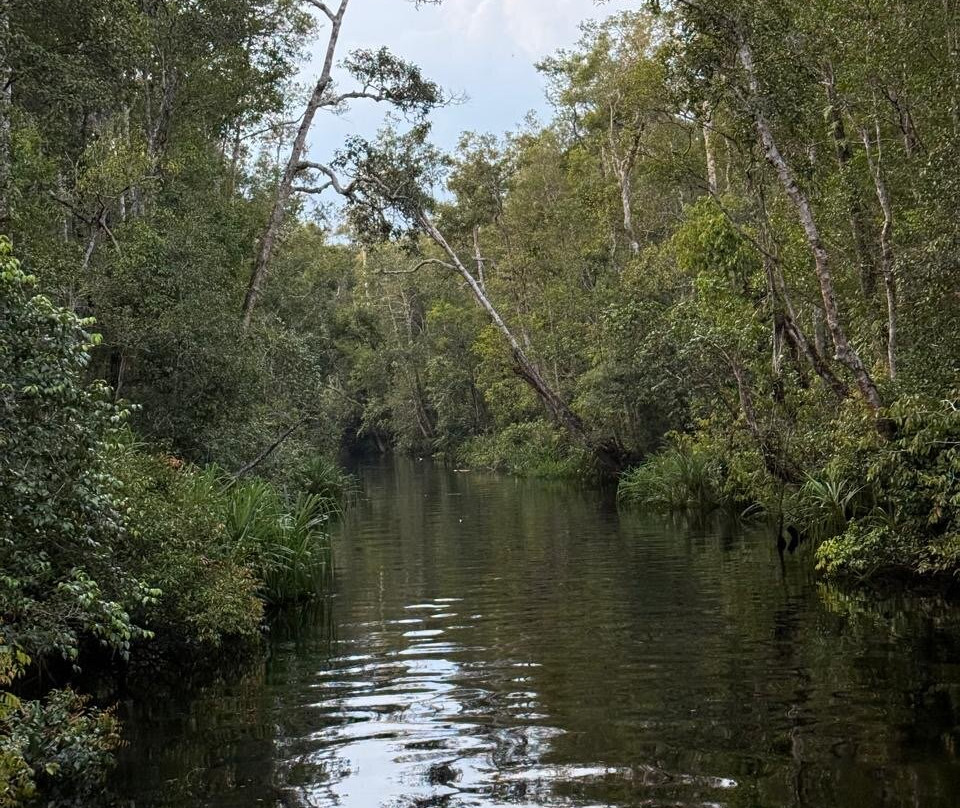 Toris Orangutan Tour-Kumai必去景点