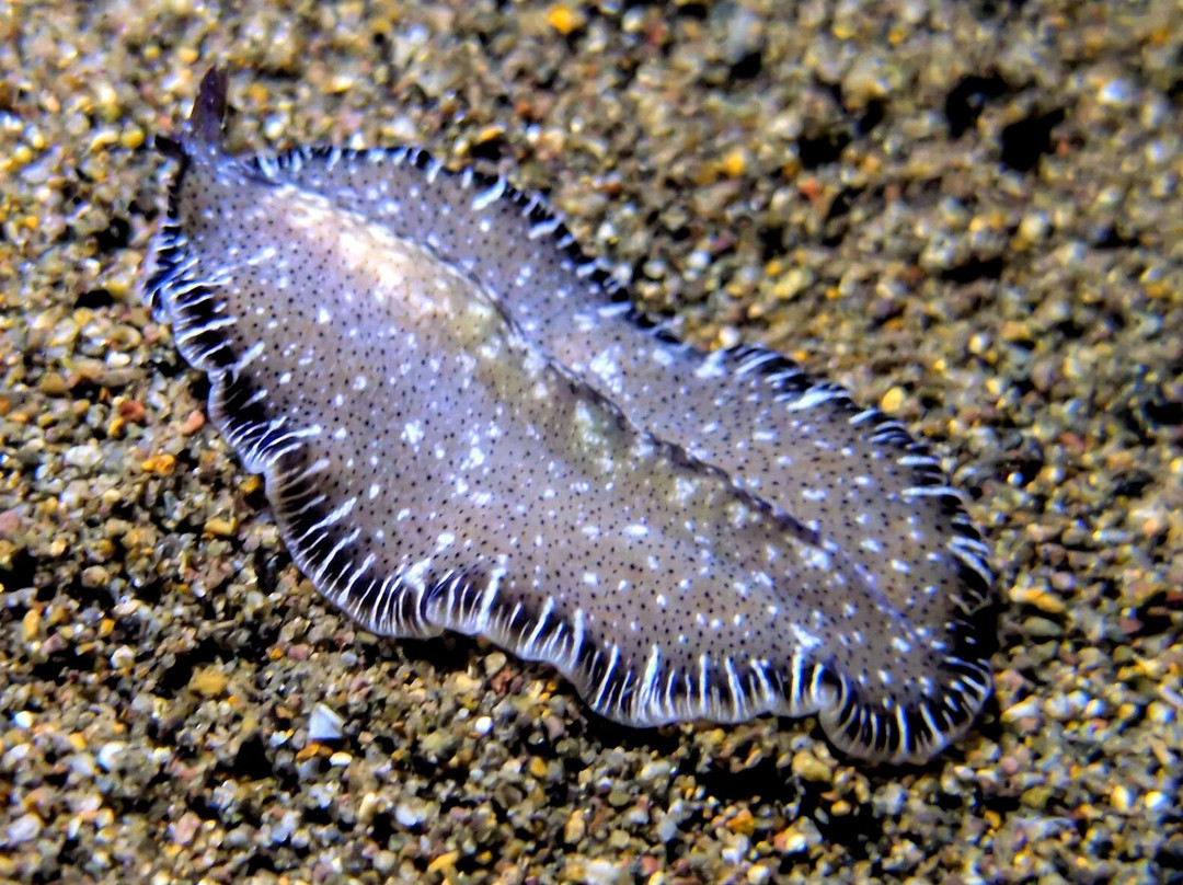 Ankermi Happy Dive Center-Maumere必去景点