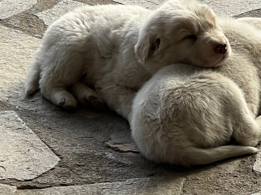 Kámpos Kafezythestiatório