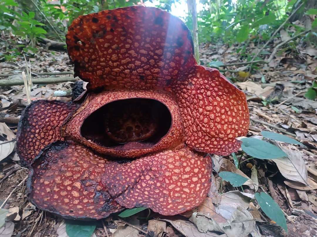 Rhino Camp, TNBBS Lampung-Tanggamus必去景点