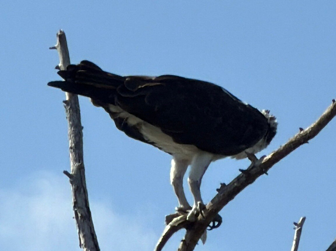 Tom and Jerry's Airboat Rides-Lake Panasoffkee必去景点