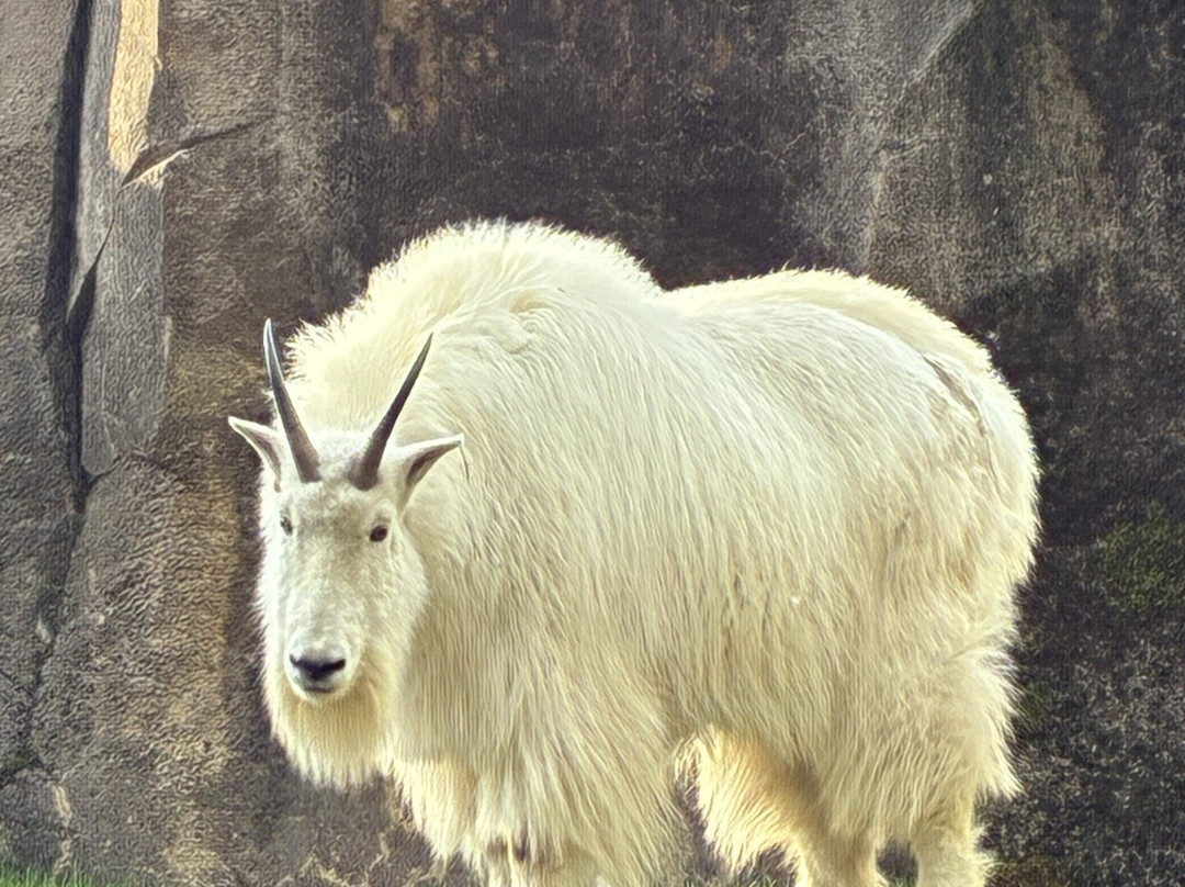 俄勒冈动物园-波特兰必去景点