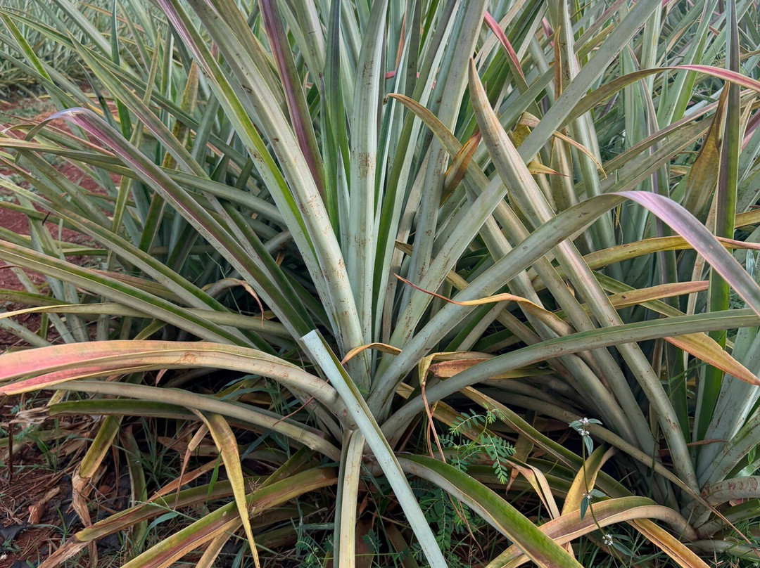 Sugarloaf Pineapple Farm-基拉韦厄必去景点