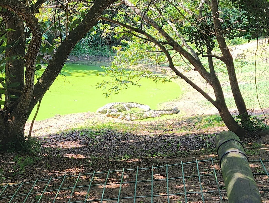 Crocodile Centre St Lucia-圣露西亚必去景点