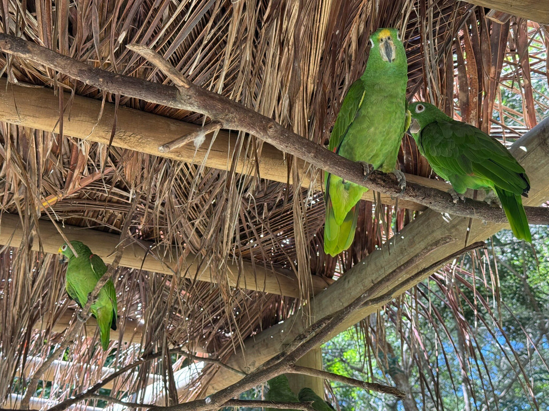 Cartagena District旅游景点-Aviario Nacional de Colombia