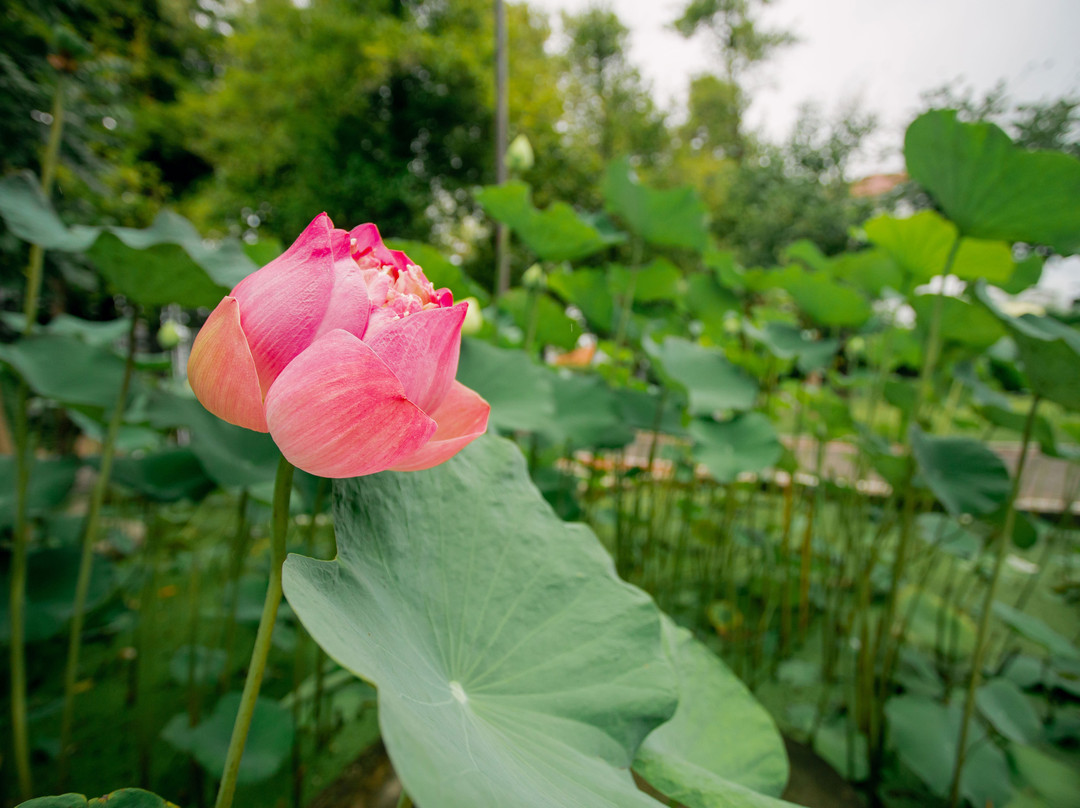 LPP花园酒店主图