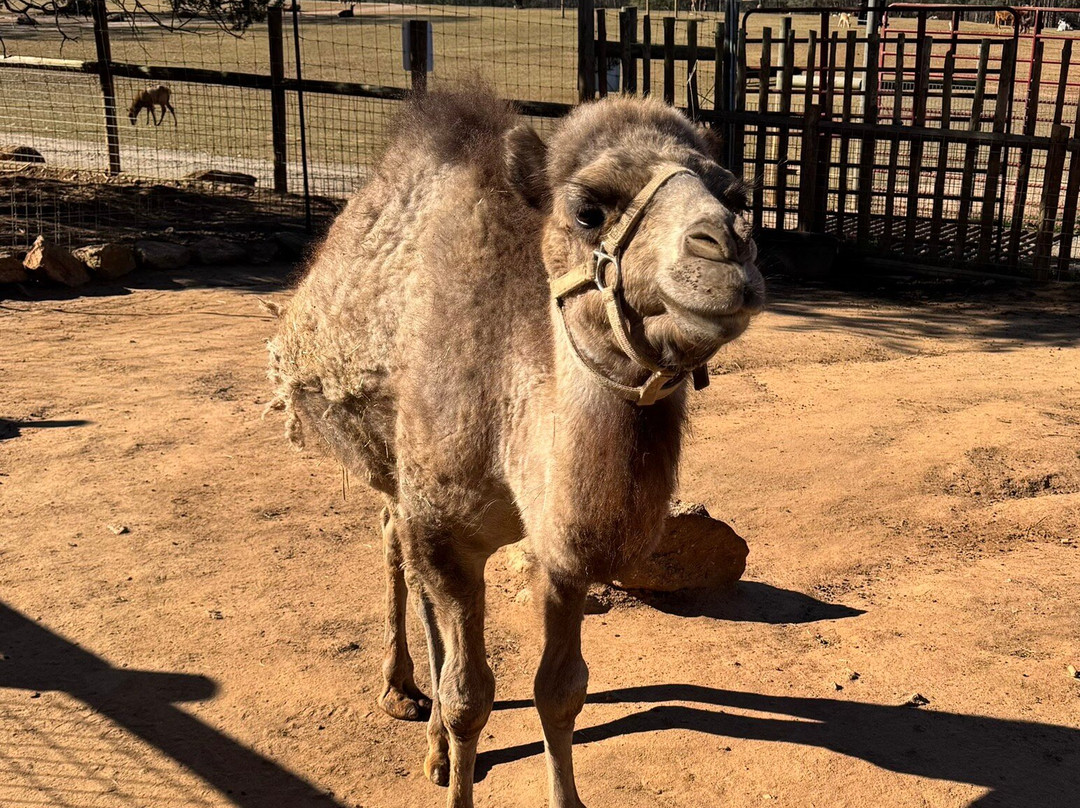 Lake Hartwell Wildlife Safari-Hartwell必去景点