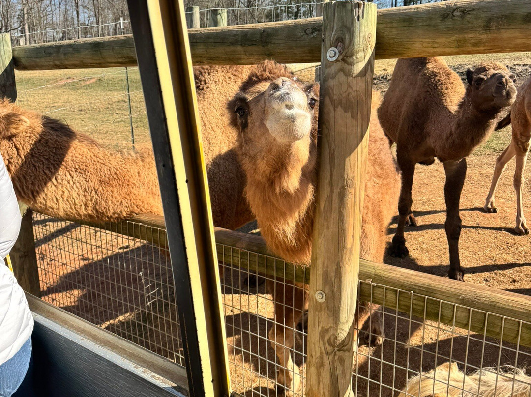 Lake Hartwell Wildlife Safari-Hartwell必去景点