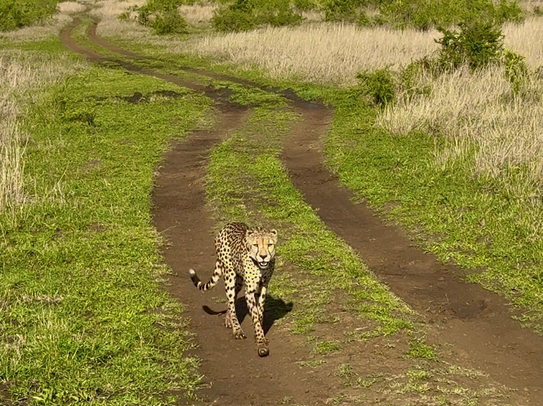 Sentashya Safaris-玛洛斯帕克必去景点