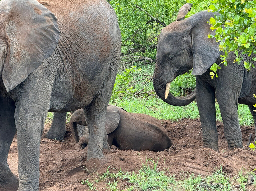 African Safari Group-开普敦必去景点