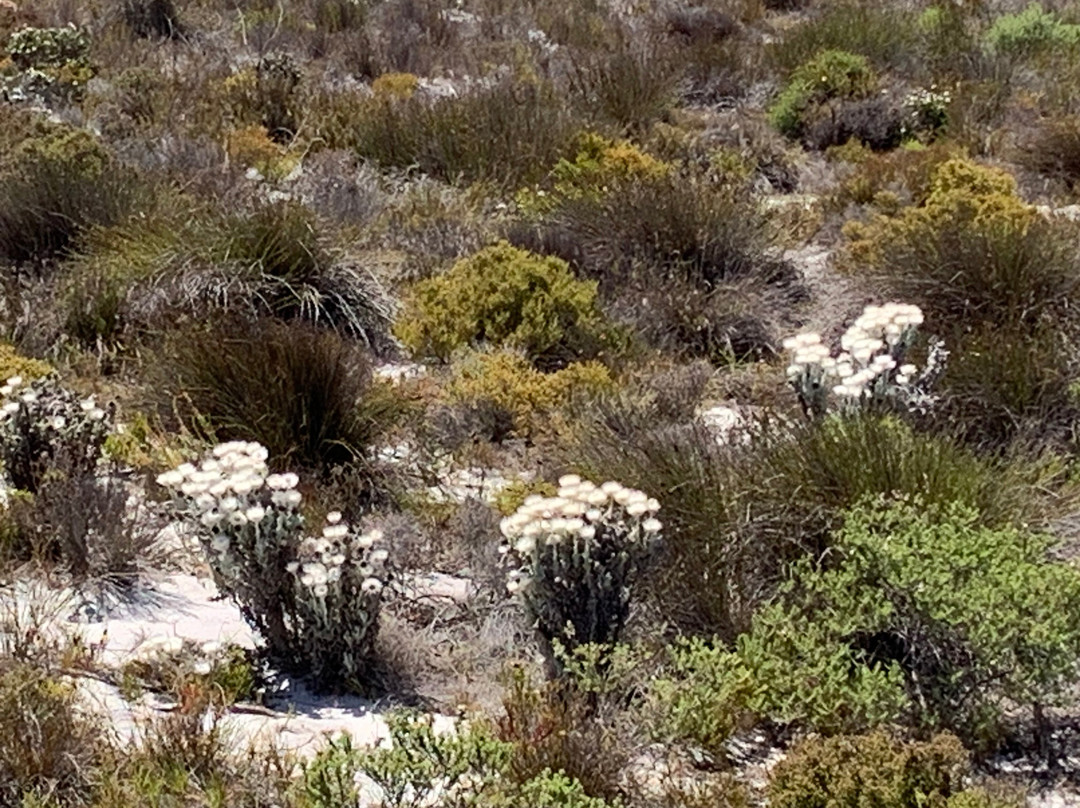 Explore the Cape Tours & Safaris-开普敦中心区必去景点