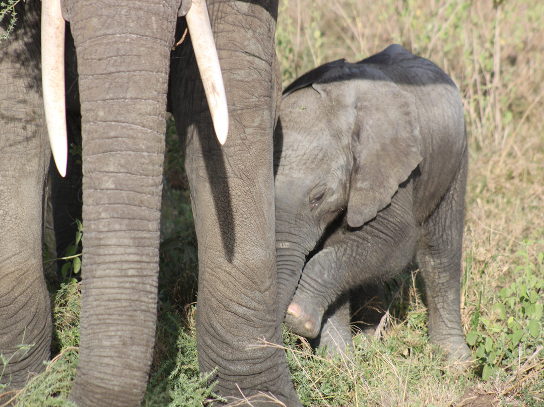 Abroad to Tanzania Safaris Ltd-Usa River必去景点