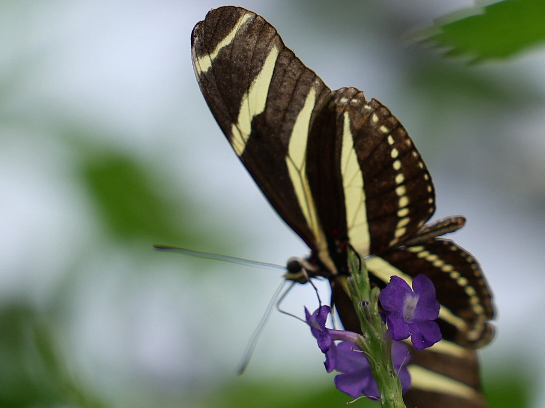 热带蝴蝶馆，野生动物和狩猎中心-谢菲尔德必去景点