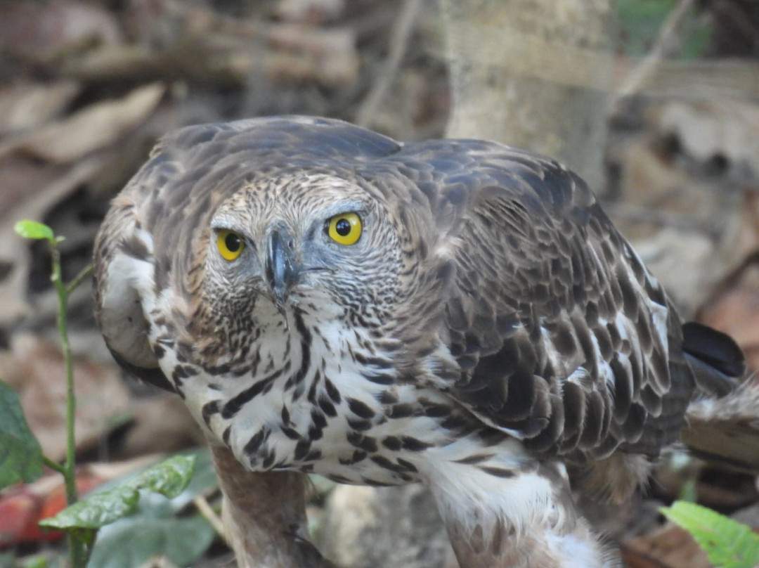 Camp TigerLily主图