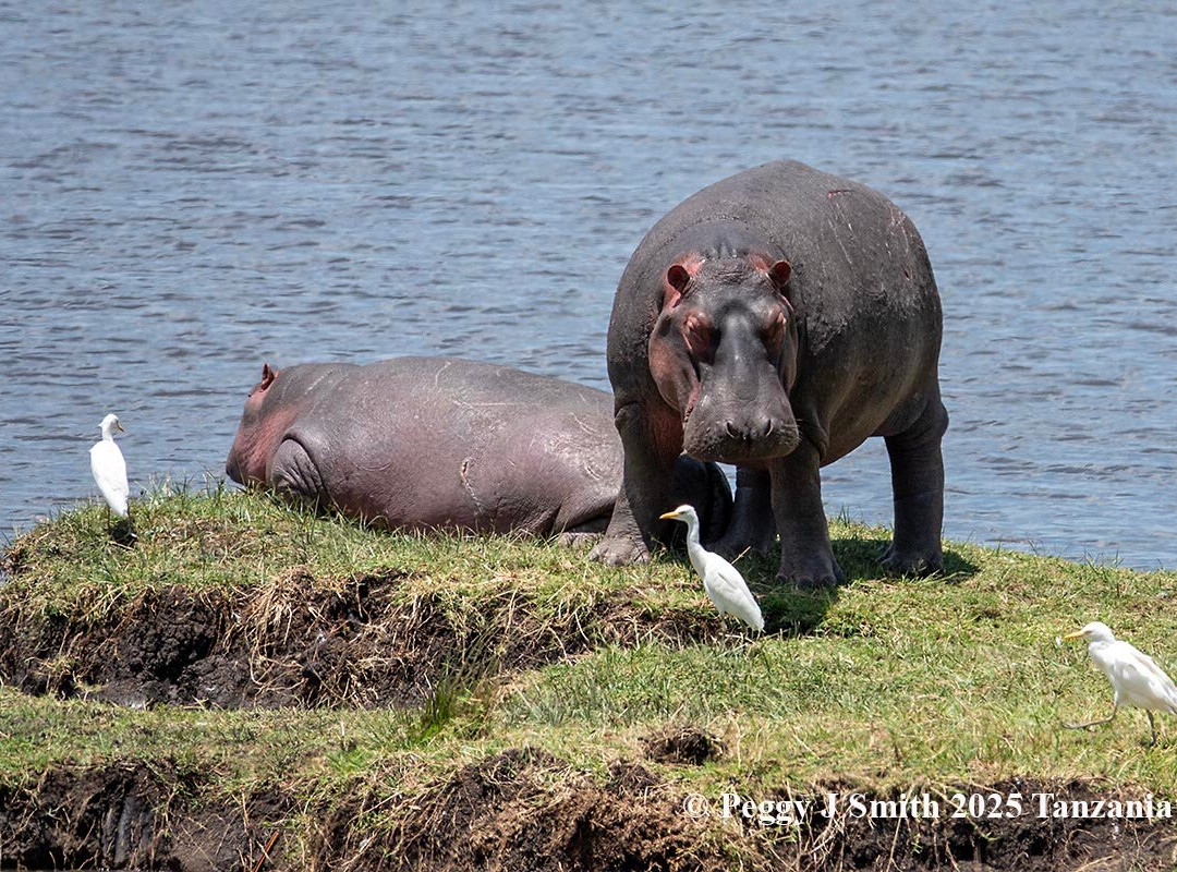 Leopard Tours Limited-阿鲁沙必去景点