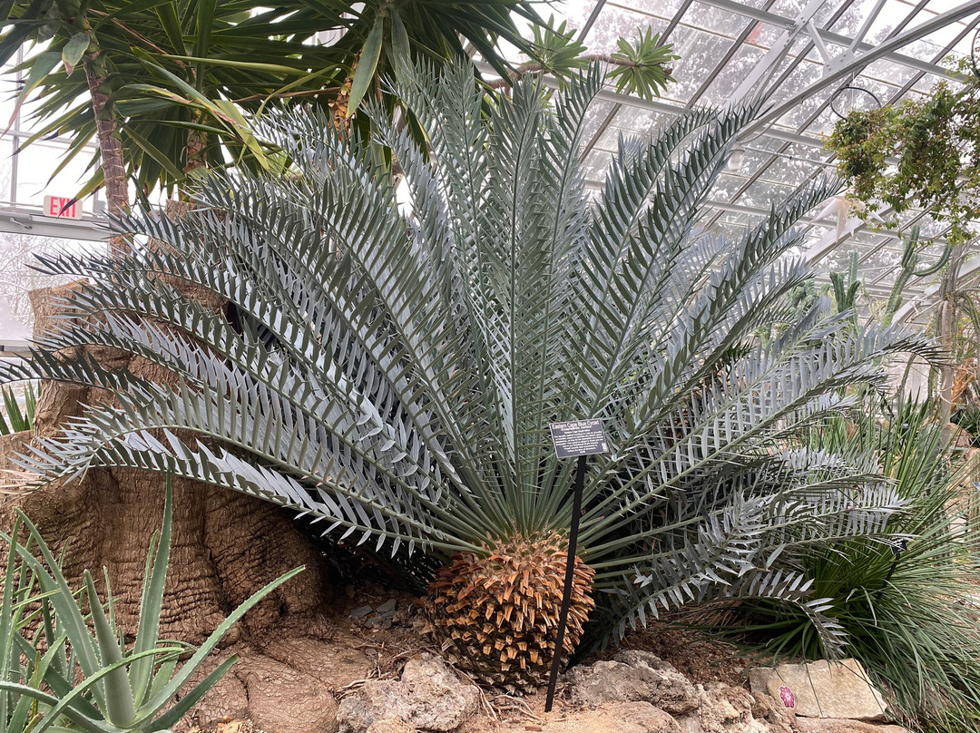 Krohn Conservatory-辛辛那提必去景点