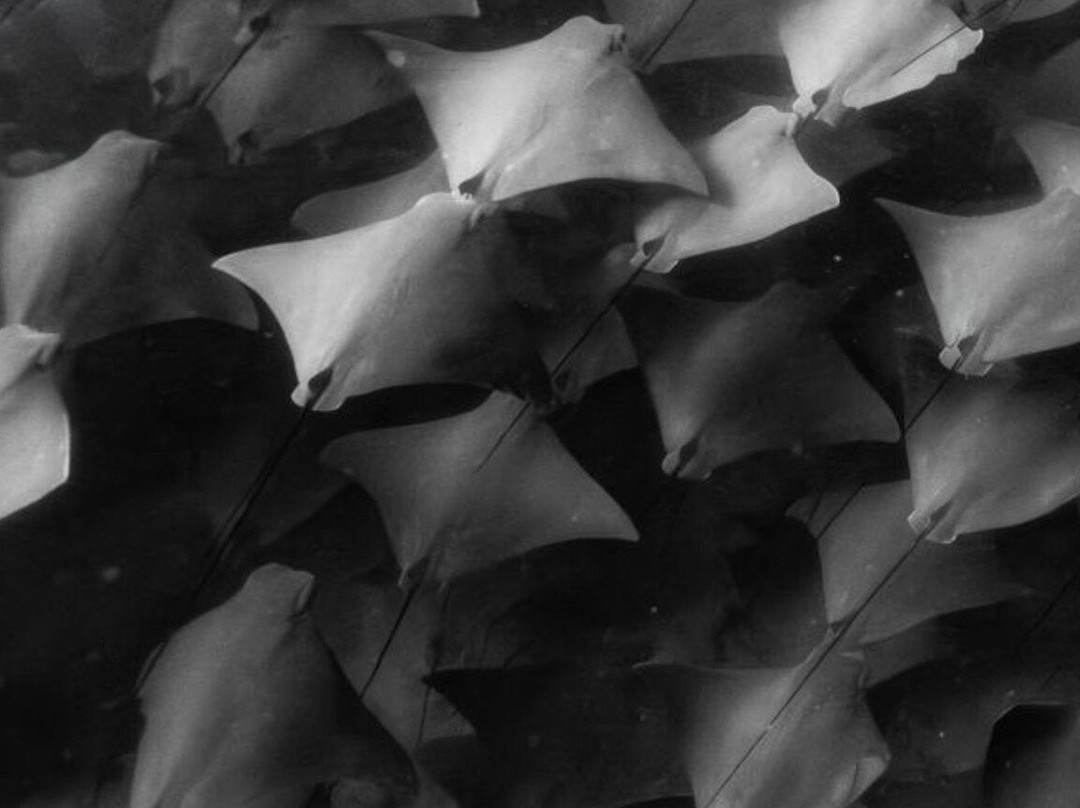 Tanner Underwater-朱庇特必去景点