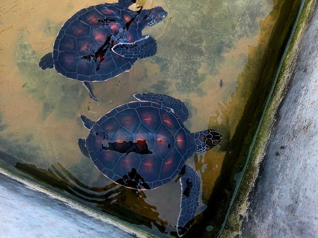 黑卡杜瓦海龟孵化场-希克杜沃必去景点