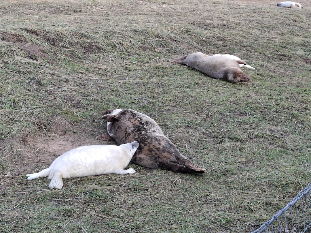 Donna Nook Nature Reserve-North Somercotes必去景点