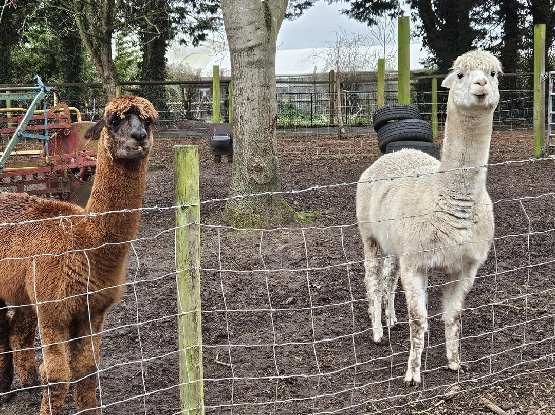 Greenacres Animal Park-Deeside必去景点