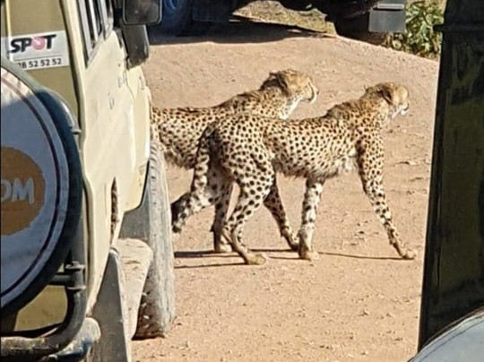 Safari Kenya Bliss (roby & King)-瓦塔木必去景点