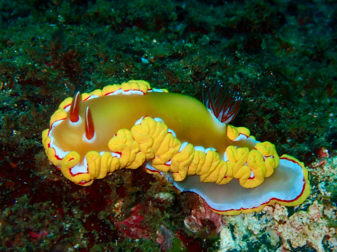 Wolf Rock Dive Centre-Rainbow Beach必去景点