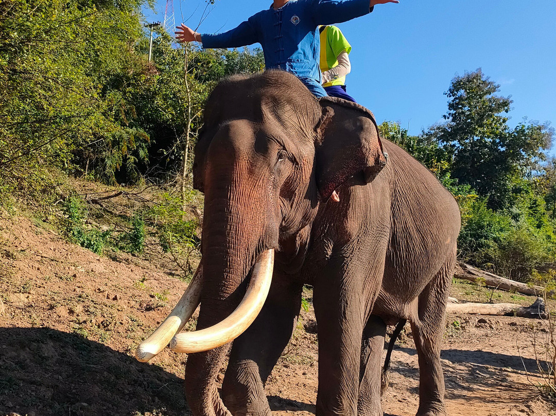 Manifa Elephant Camp-Sang Ha必去景点