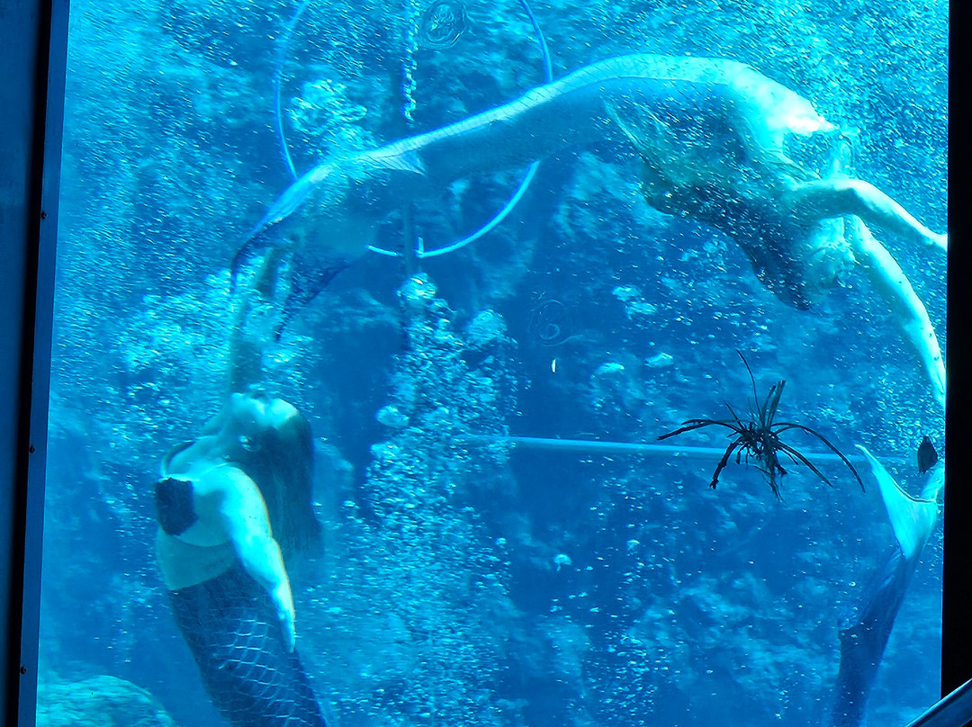 Weeki Wachee Springs-Weeki Wachee必去景点