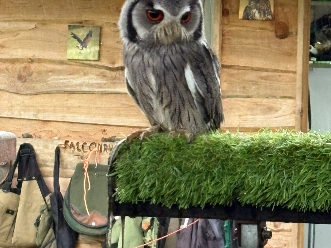 Pitcombe Rock Falconry-Bruton必去景点