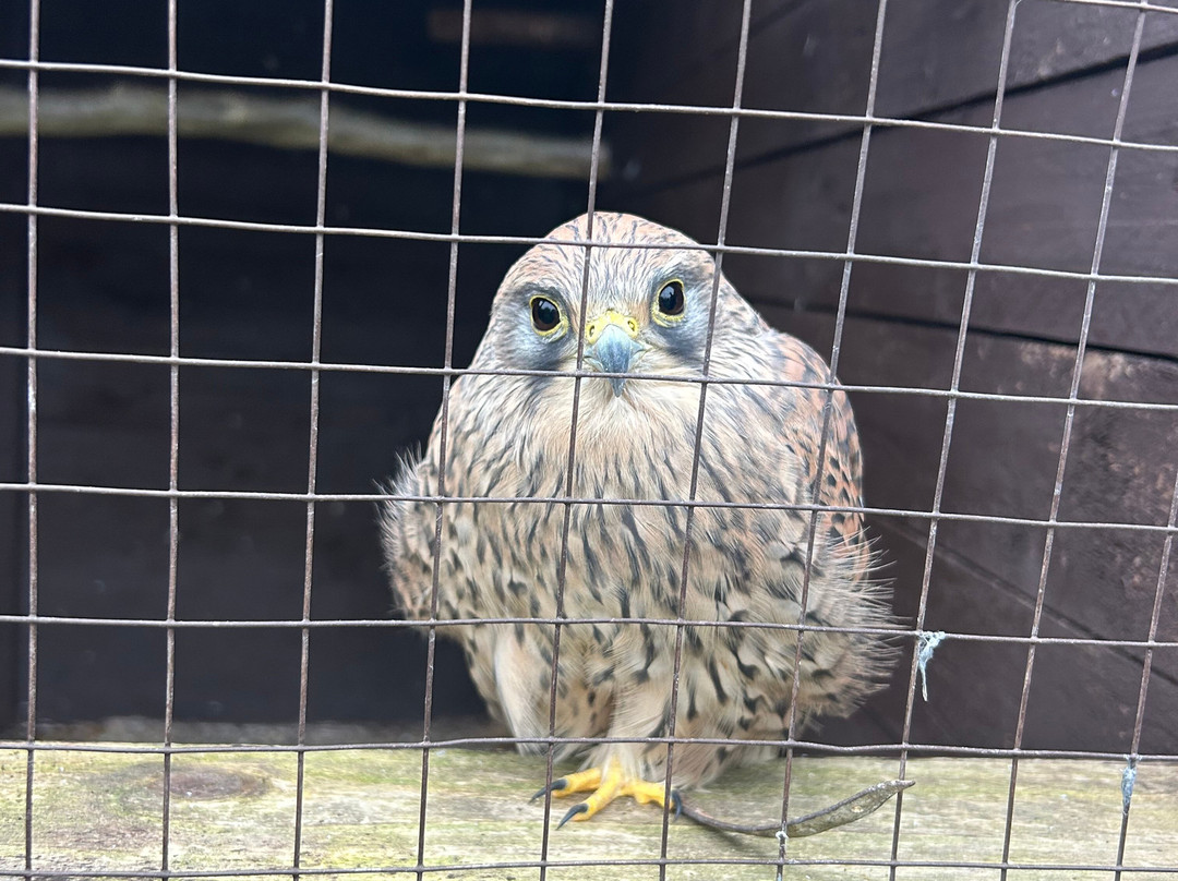 West Sussex Falconry-Compton必去景点