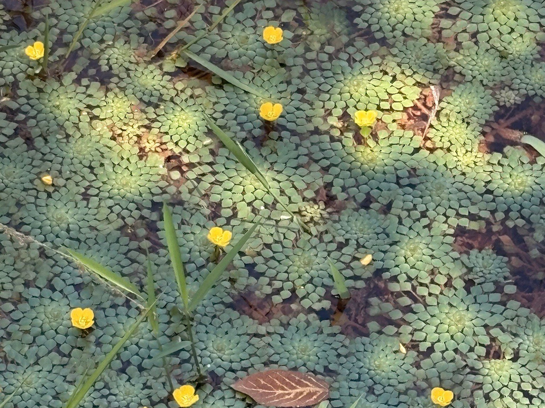 Ratanakiri Pham Kmer resort