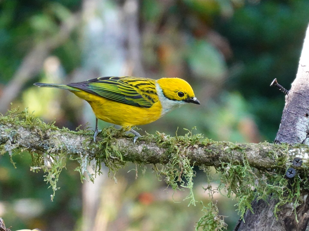 Casa Mariposa Nature Lodge主图