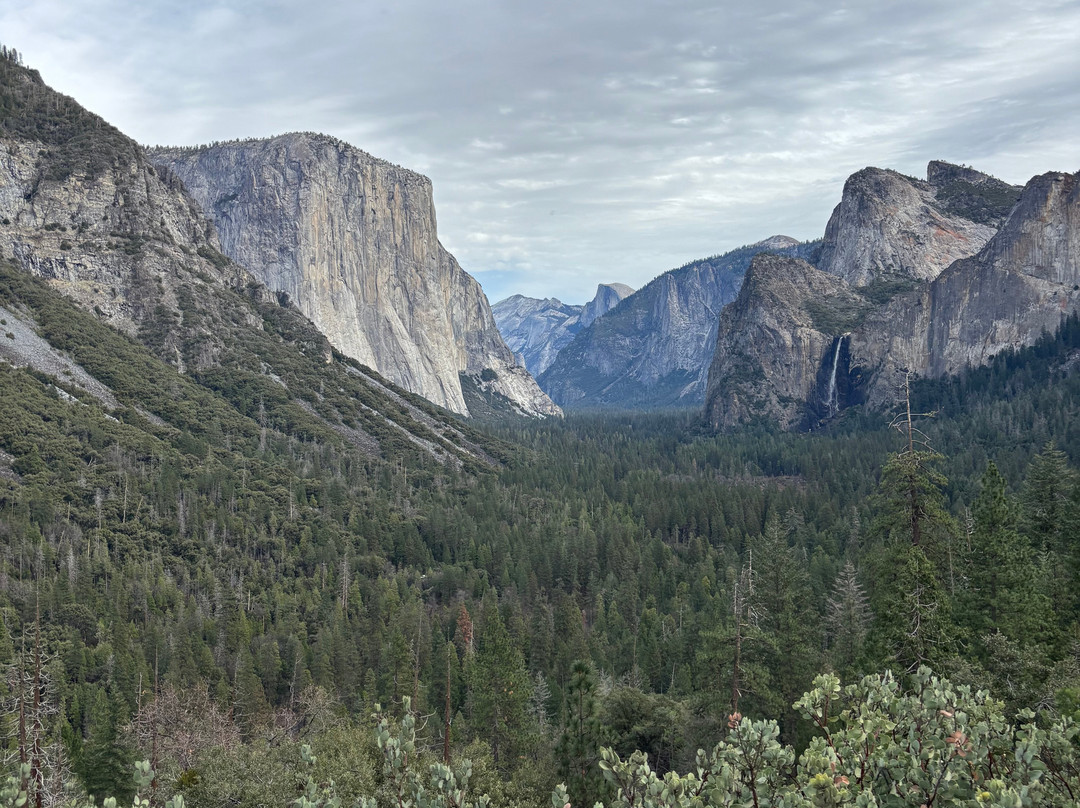 Yosemite Private Tours-Wawona必去景点