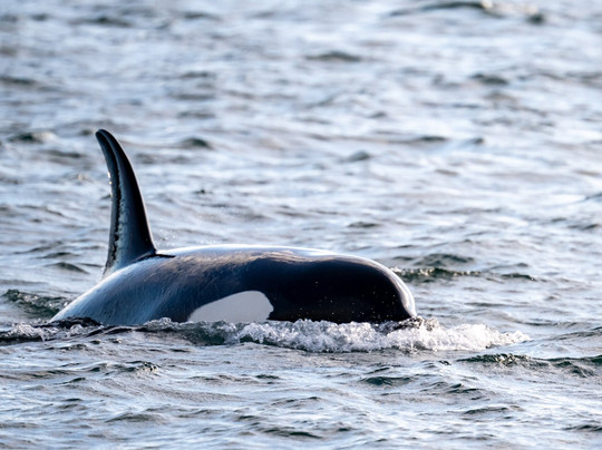 Maya's Legacy Whale Watching-星期五港湾必去景点