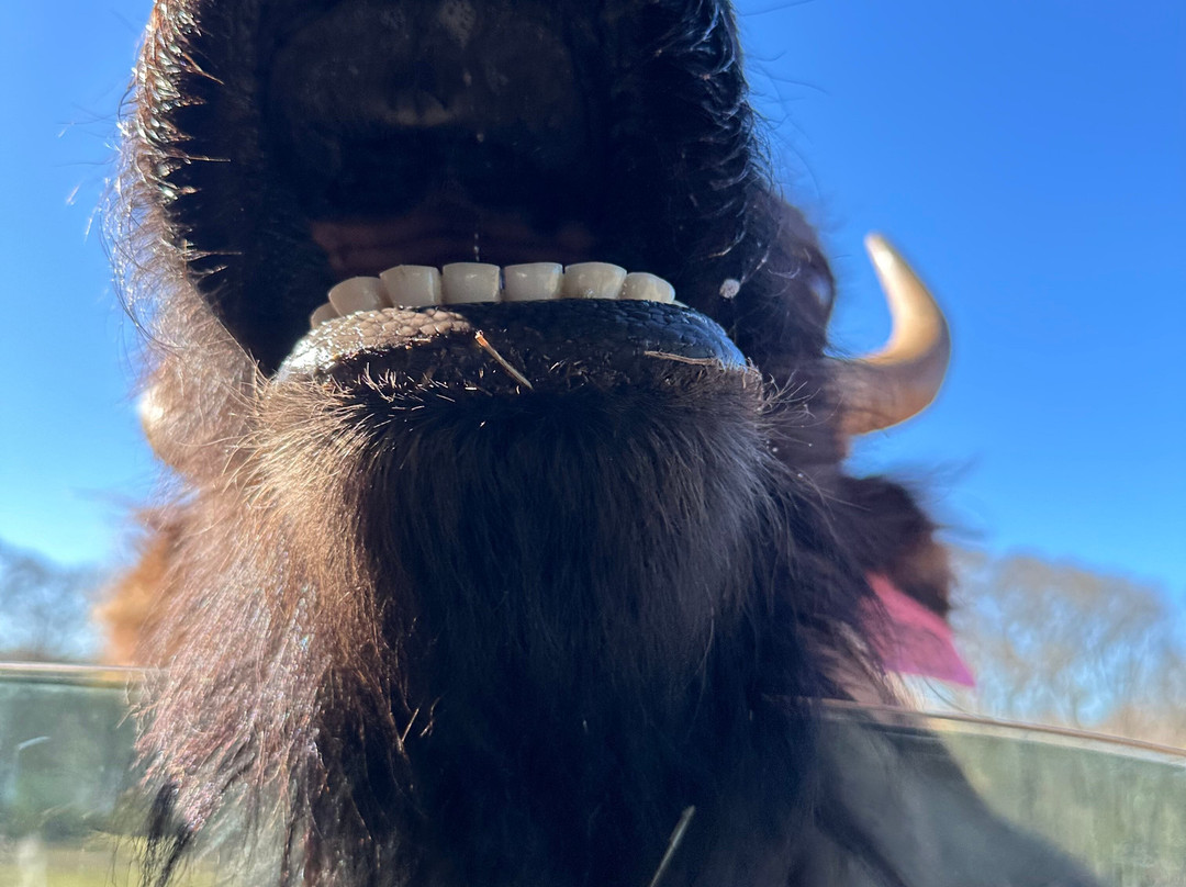 Lake Hartwell Wildlife Safari-Hartwell必去景点