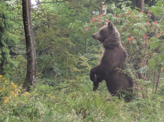 CROmedo-bearwatching-Cabar必去景点