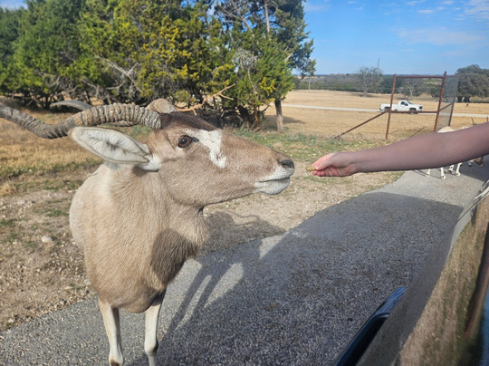 Fossil Rim Wildlife Center-Glen Rose必去景点