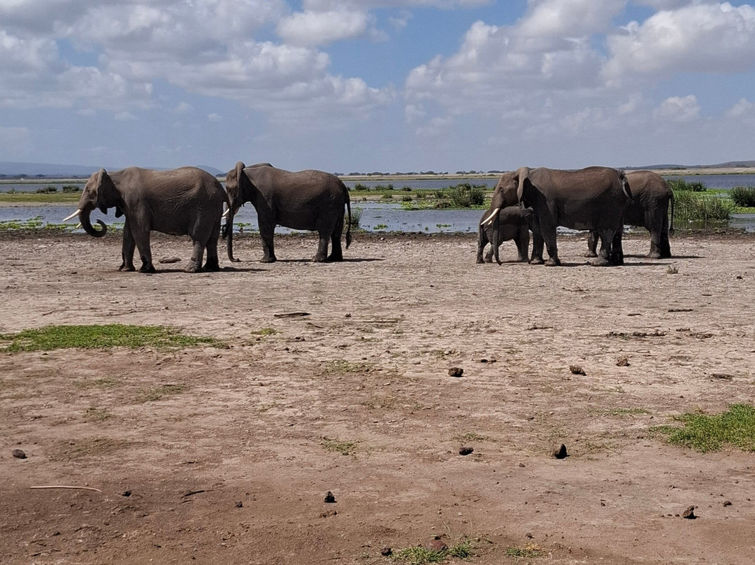 Cheetah Safaris-内罗毕必去景点