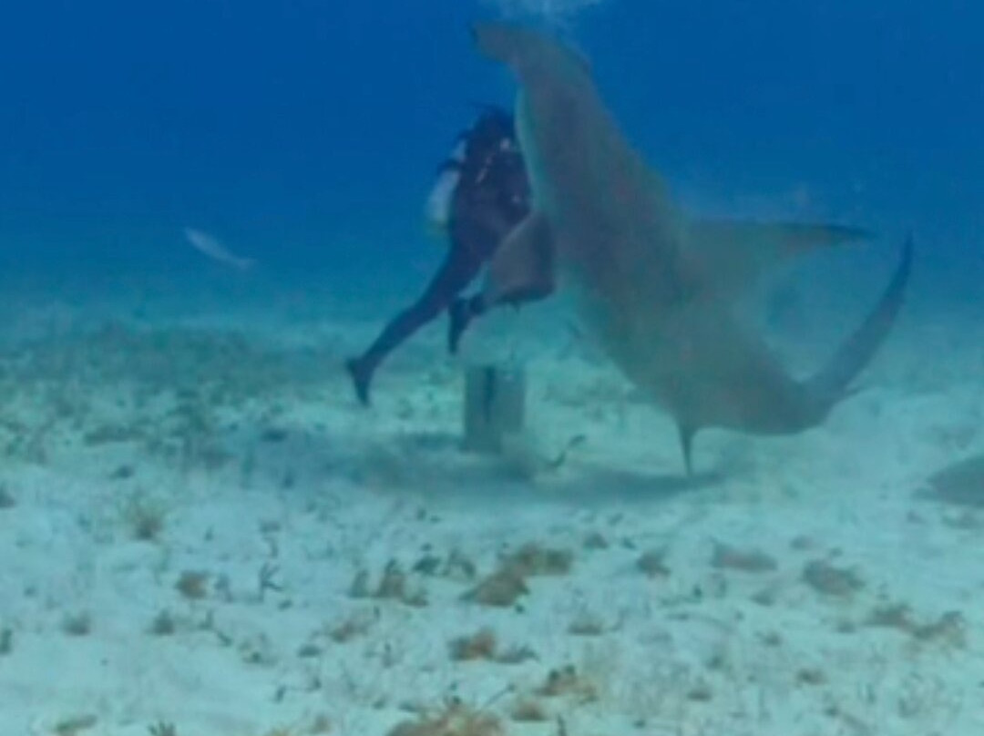 Neal Watson's Bimini Scuba Center-Alice Town必去景点