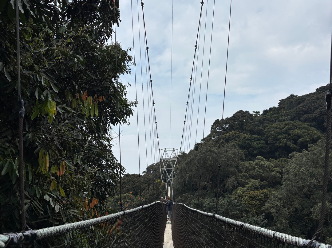 Nyungwe National Park - Rwanda-Western Province必去景点